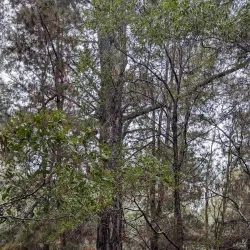 Delatite River - Mansfield