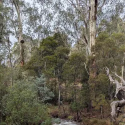 Delatite River - Mansfield