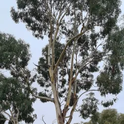 Mansfield Botanic Park - Mansfield