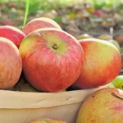 Mansfield Farmers Market - Mansfield