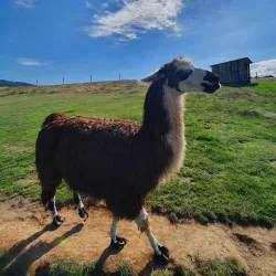 Mansfield Zoo - Mansfield