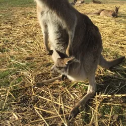Mansfield Zoo - Mansfield