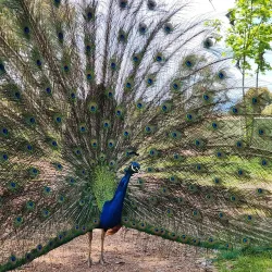 Mansfield Zoo - Mansfield