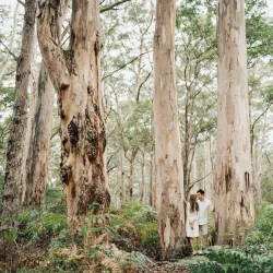 Boranup Karri Forest - Margaret River