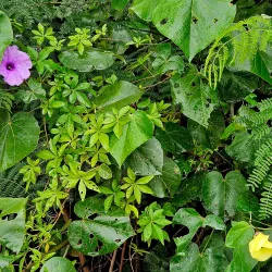 Mary River Walkway - Maryborough