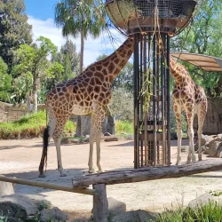 Melbourne Zoo - Melbourne