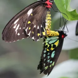 Melbourne Zoo - Melbourne