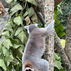 Melbourne Zoo - Melbourne