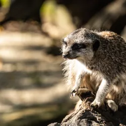 Melbourne Zoo - Melbourne