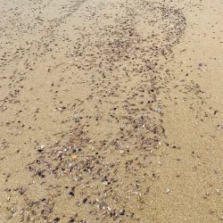Main Beach - Merimbula