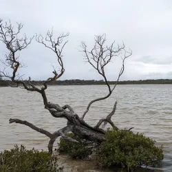 Merimbula Boardwalk - Merimbula