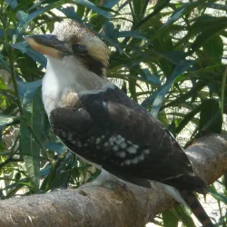 Potoroo Palace Wildlife Sanctuary - Merimbula