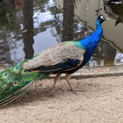 Potoroo Palace Wildlife Sanctuary - Merimbula