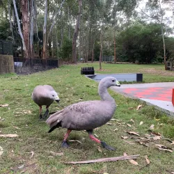 Potoroo Palace Wildlife Sanctuary - Merimbula