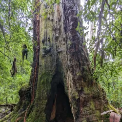 Morwell National Park - Moe