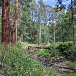 Morwell National Park - Moe