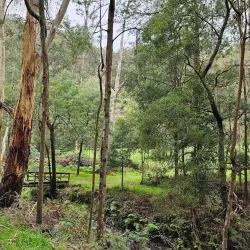 Morwell National Park - Moe
