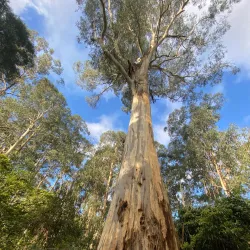 Morwell National Park - Moe
