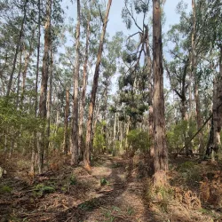 Morwell National Park - Moe