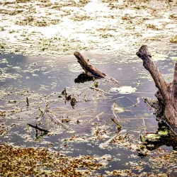 Moranbah Botanic Gardens - Moranbah