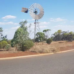Perenjori-Morawa Wildflower Drive - Morawa