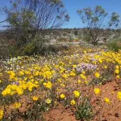 Perenjori-Morawa Wildflower Drive - Morawa