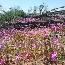 Perenjori-Morawa Wildflower Drive - Morawa