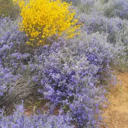 Perenjori-Morawa Wildflower Drive - Morawa
