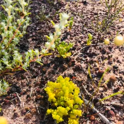Yarra Yarra Lakes Nature Reserve - Morawa