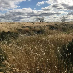 Yarra Yarra Lakes Nature Reserve - Morawa