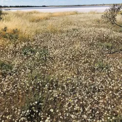 Yarra Yarra Lakes Nature Reserve - Morawa
