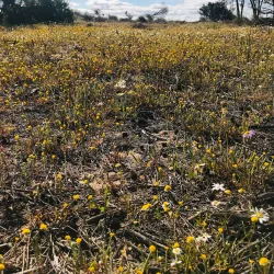 Yarra Yarra Lakes Nature Reserve - Morawa