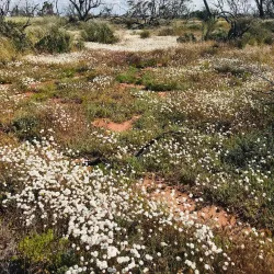 Yarra Yarra Lakes Nature Reserve - Morawa