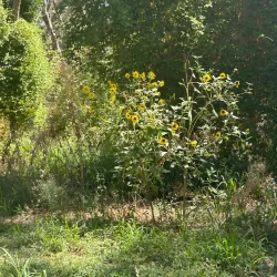 Moree Botanic Gardens - Moree