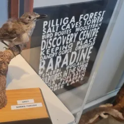 Pilliga Forest - Moree