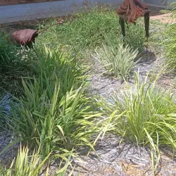 Pilliga Forest - Moree