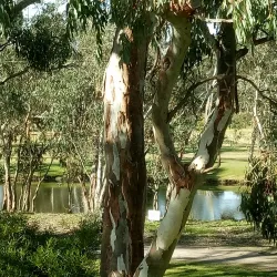 Mount Barker Golf Club - Mount Barker