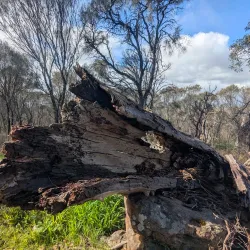 Mount Barker Heritage Trail - Mount Barker