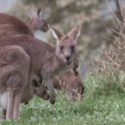 Valley Lake Conservation Park - Mount Gambier
