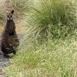 Valley Lake Conservation Park - Mount Gambier