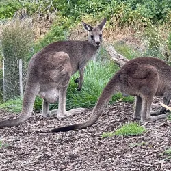 Valley Lake Conservation Park - Mount Gambier