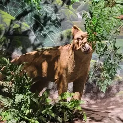 Riversleigh Fossil Centre - Mount Isa