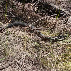 Mount Martha Coastal Walk - Mount Martha