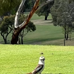 Mount Martha Golf Club - Mount Martha