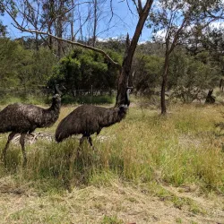 The Briars Park and Wildlife Sanctuary - Mount Martha