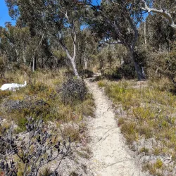 Lockley Pylon - Mount Victoria