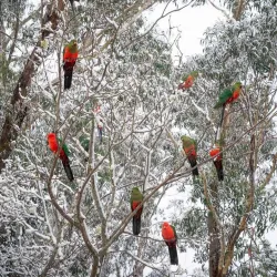 Mount Victoria Village - Mount Victoria