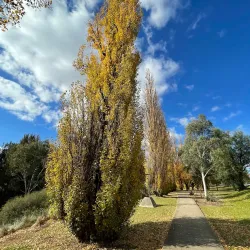 Cudgegong River Walk - Mudgee