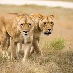 Monarto Safari Park - Murray Bridge