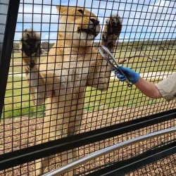 Monarto Safari Park - Murray Bridge